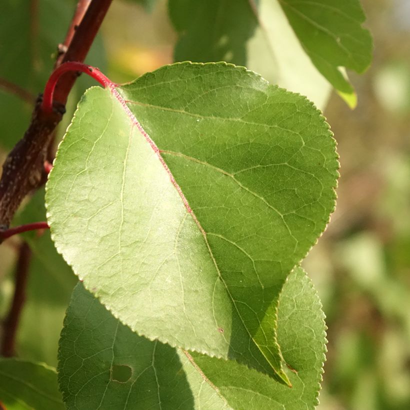 Prunus armeniaca Harcot - Apricot Tree (Foliage)