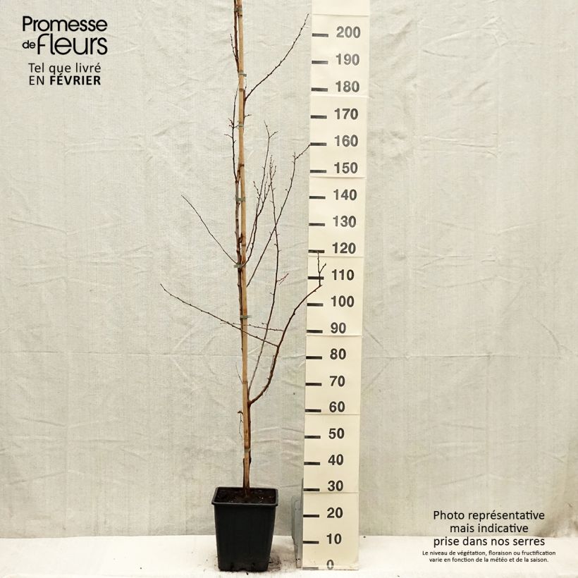 Prunus armeniaca Harcot - Apricot Tree sample as delivered in winter
