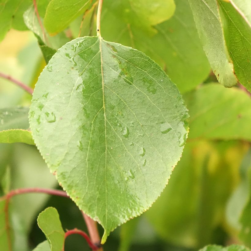 Prunus armeniaca Hungarian Best  - Apricot Tree (Foliage)