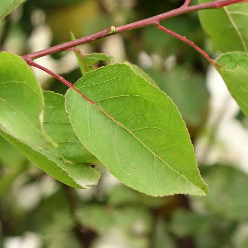 Prunus armeniaca Royal - Apricot Tree (Foliage)