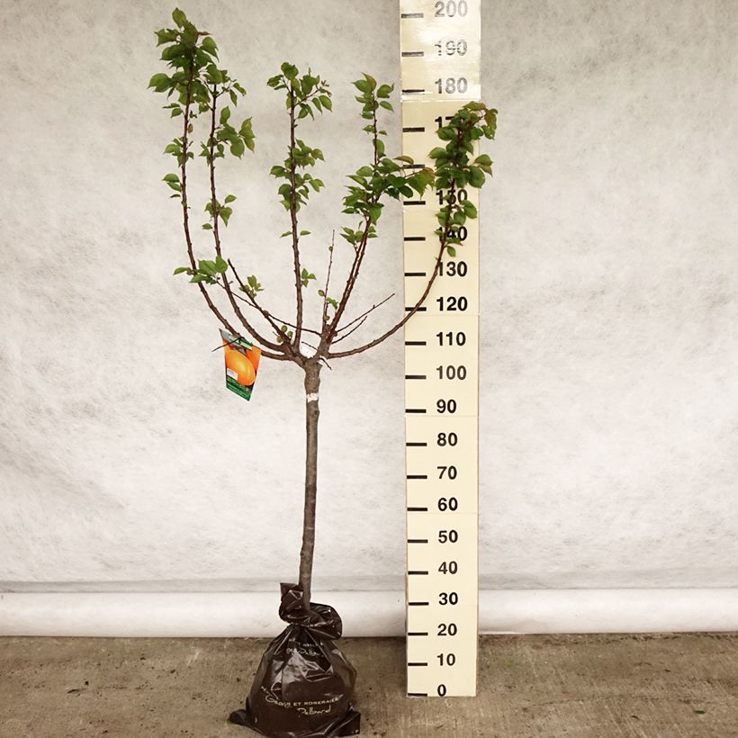 Prunus armeniaca Rustique Des Pyrénées - Apricot Tree Ready-to-plant root ball, GobletShipped height around 120+cm sample as delivered in spring