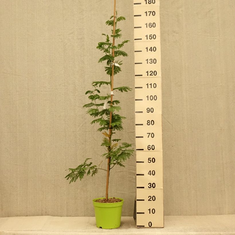 Acacia dealbata Gaulois Astier - Mimosa des fleuristes Pot de 7.5L/10L sample as delivered in summer