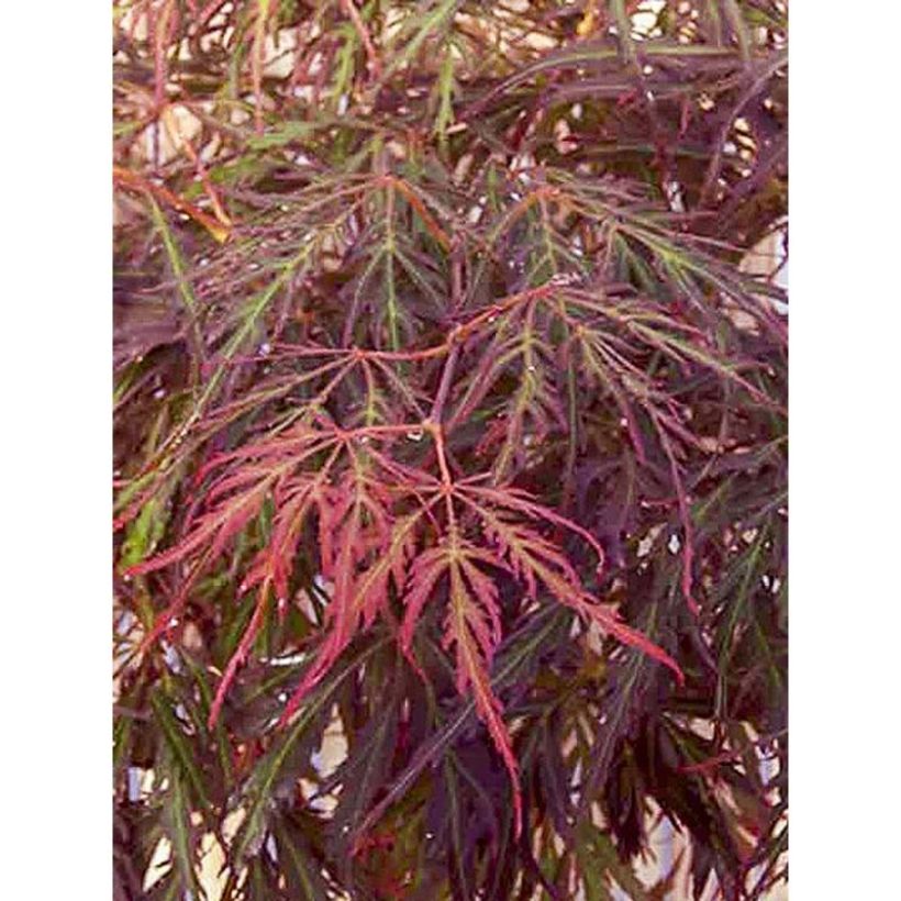 Acer palmatum Crimson Princess - Japanese Maple (Foliage)