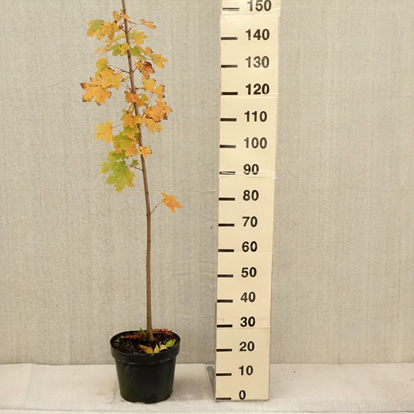 Acer platanoides - Érable plane en pot de 7.5L/10L sample as delivered in autumn