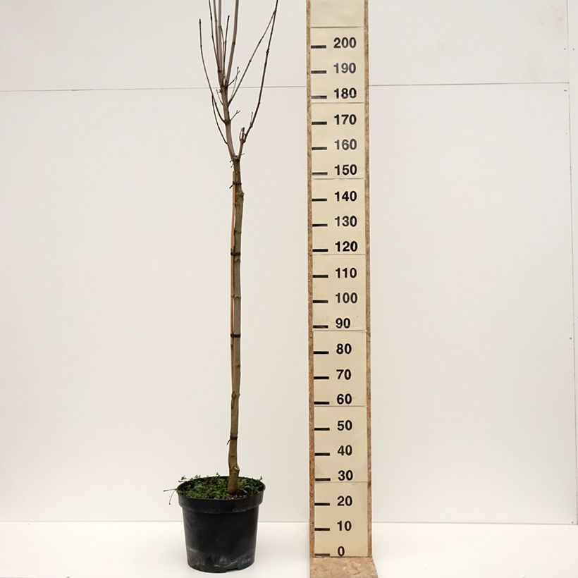 Acer platanoides Stollii - Norway Maple 20L/25L potShipped height around 200/220cm sample as delivered in winter