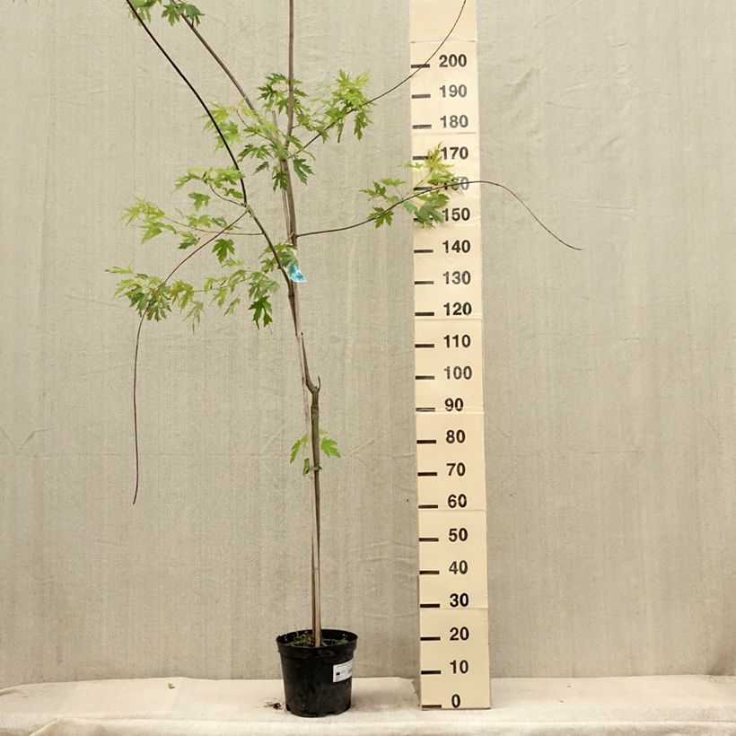 Acer saccharinum Laciniatum Wieri - Érable argenté Pot de 4L/5L sample as delivered in summer