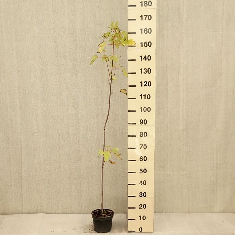 Acer saccharinum Pyramidale - ?rable argent? Pot de 3L/4L sample as delivered in autumn