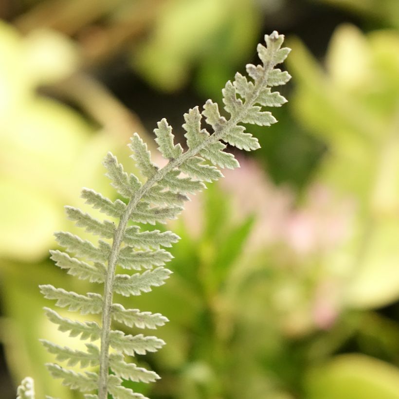 Achillea clypeolata (Foliage)