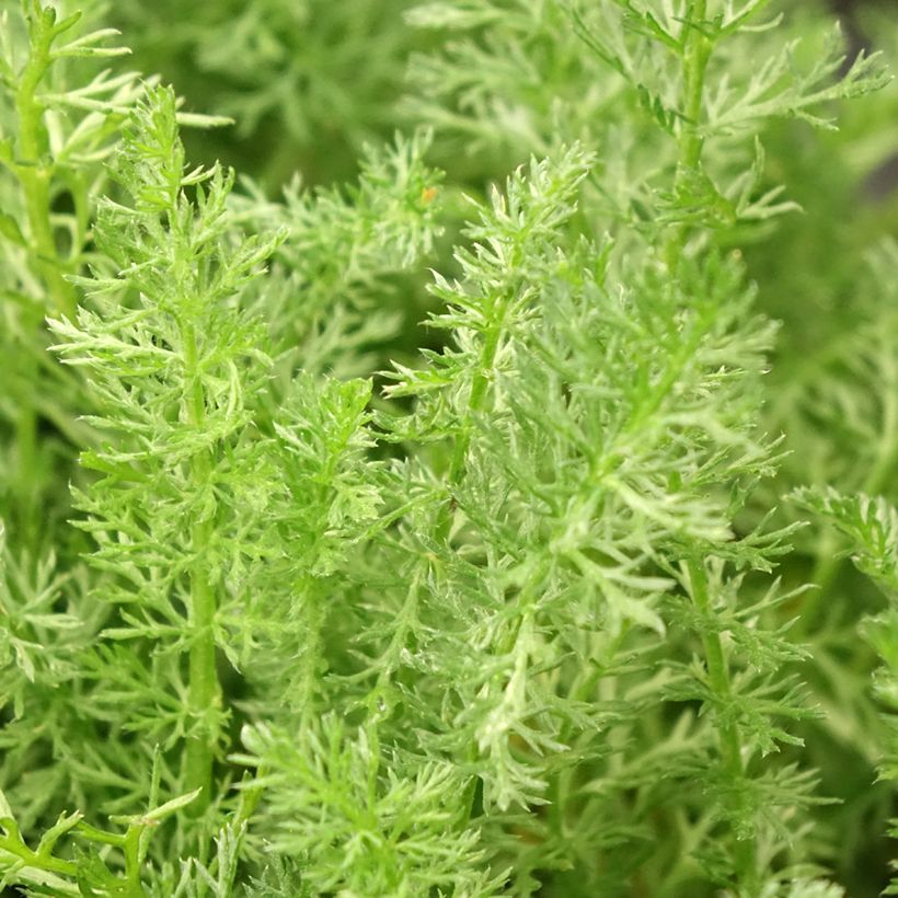 Achillea millefolium Desert Eve Terracotta (Foliage)