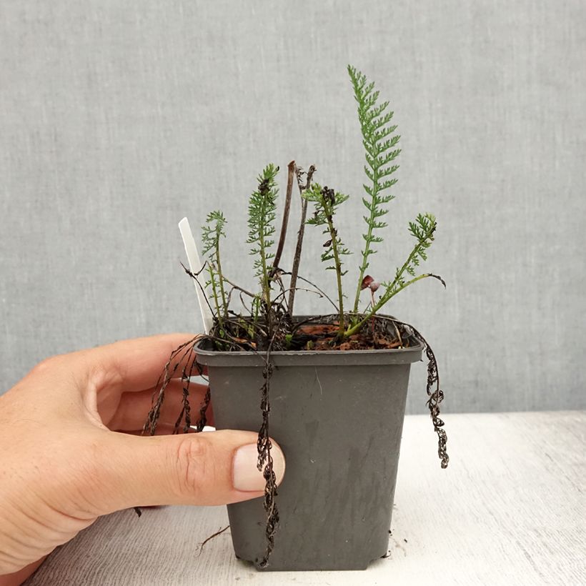 Achillea millefolium Wesersandstein 8/9 cm pot sample as delivered in summer