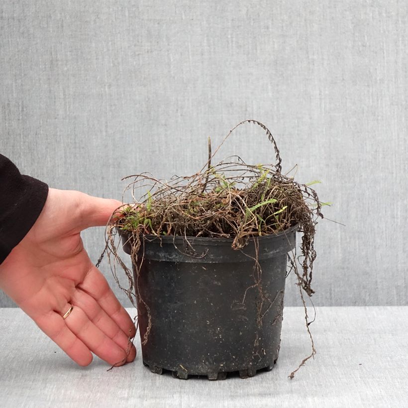 Achillea millefolium White Beauty 2L/3L pot sample as delivered in winter