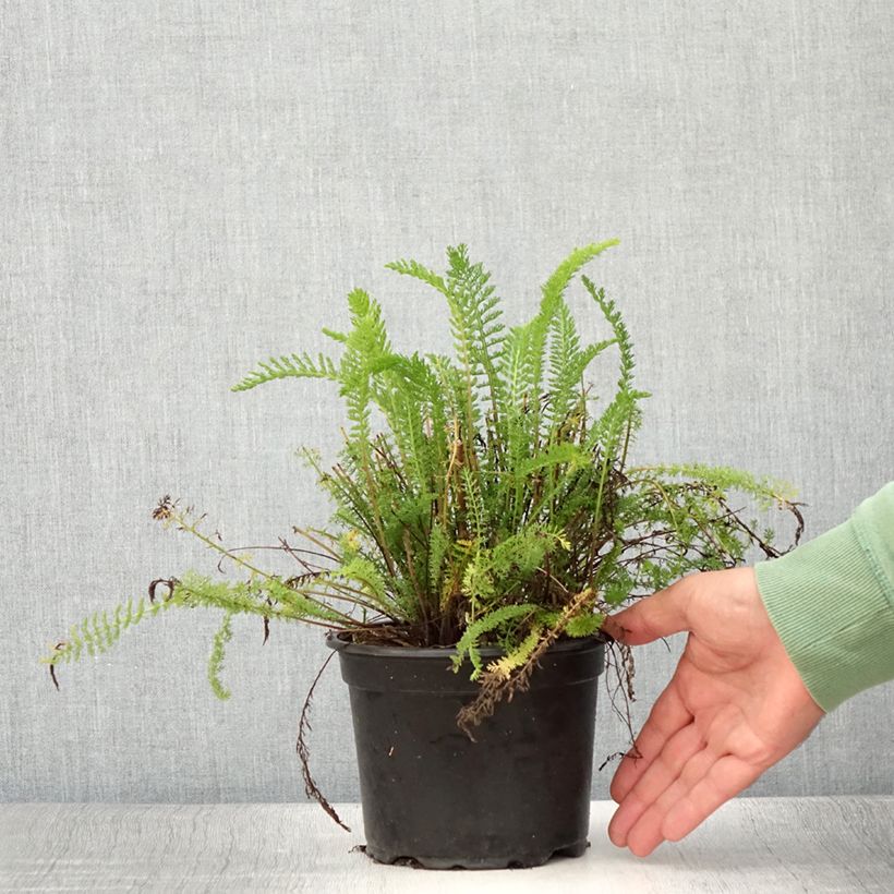 Achillea millefolium Cerise Queen 2L/3L pot sample as delivered in summer