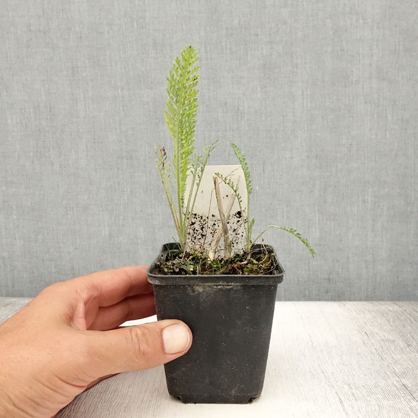 Achillea millefolium Feuerland 8/9 cm pot sample as delivered in summer