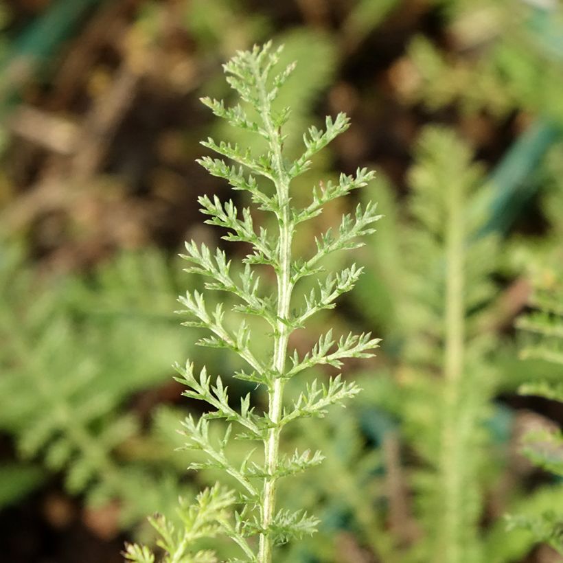 Achillea millefolium Peachy Seduction (Foliage)