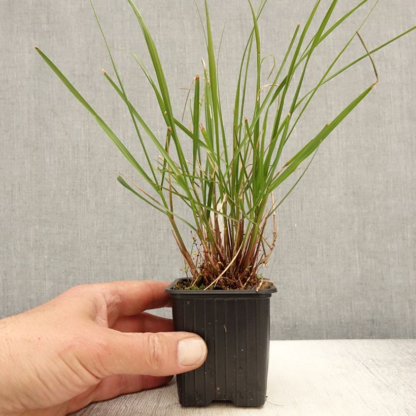 Stipa calamagrostis Allgäu - Silver Feather Grass sample as delivered in spring