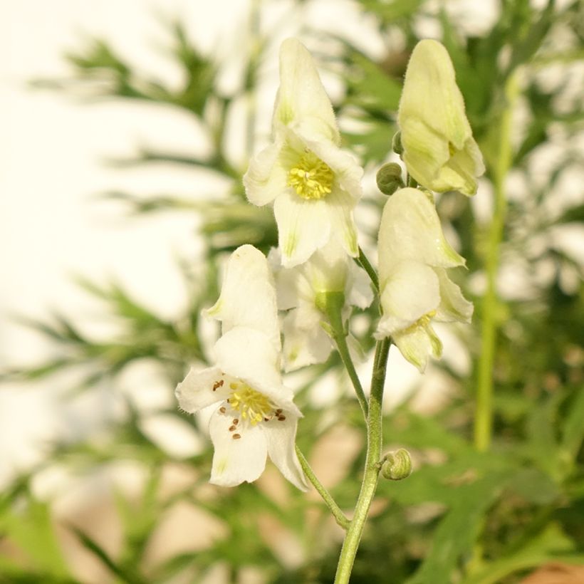 Aconitum napellus Album (Flowering)