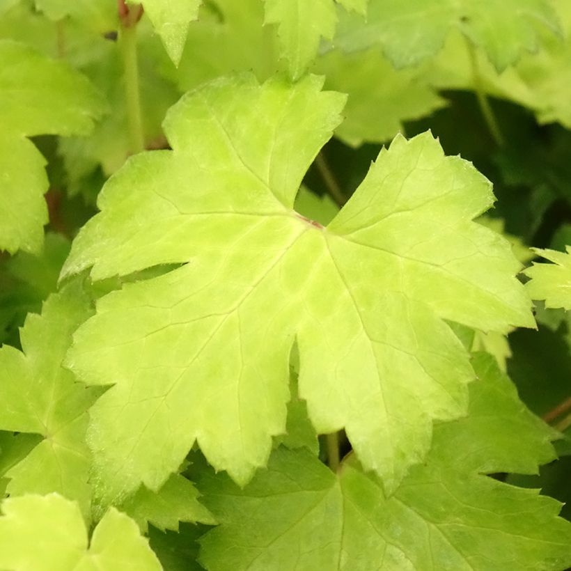 Cimicifuga japonica Cheju-Do (Foliage)