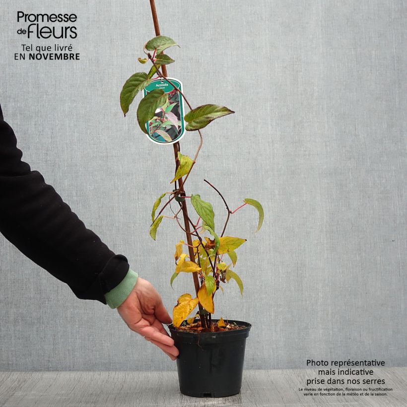 Actinidia pilosula - Kiwi d'ornement Pot de 2L/3L sample as delivered in autumn