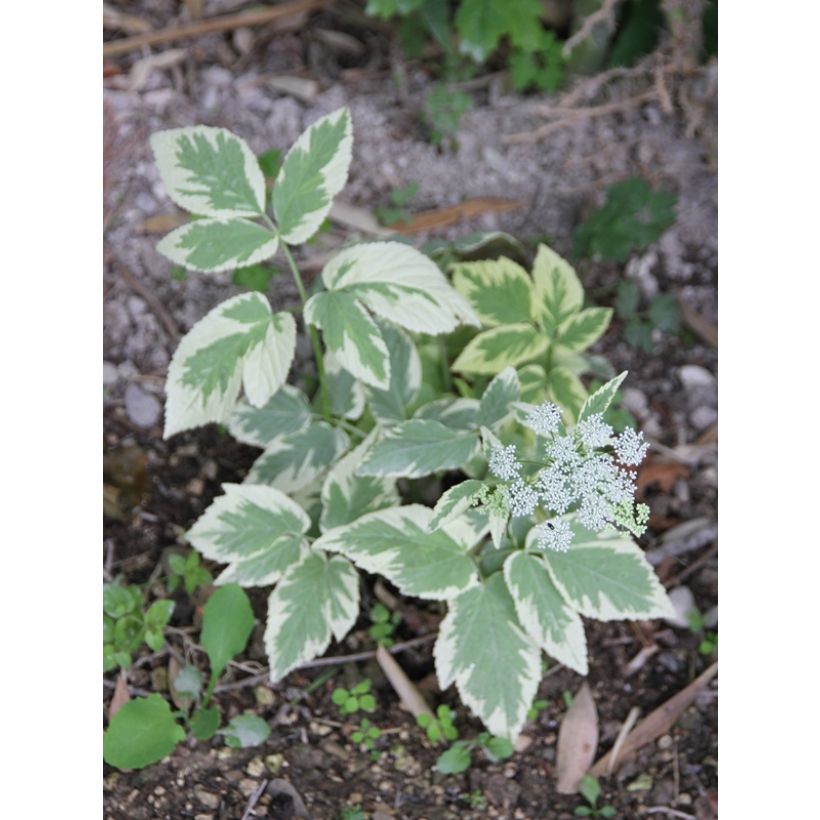 Aegopodium podagraria Variegata (Flowering)