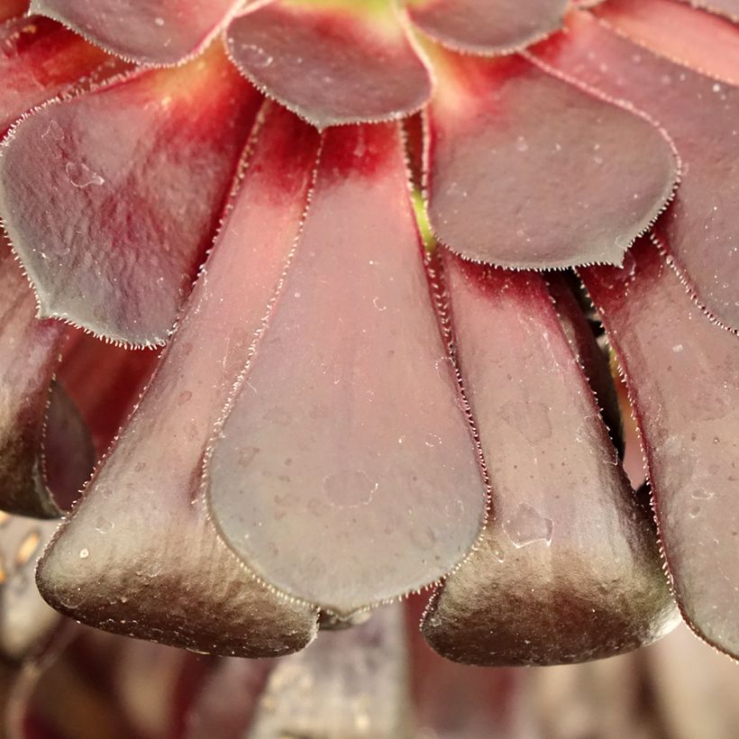 Aeonium arboreum var. atropurpureum Schwarzkopf (Foliage)