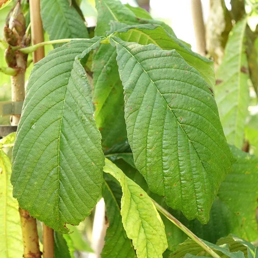 Aesculus hippocastanum Hampton Court Gold (Foliage)