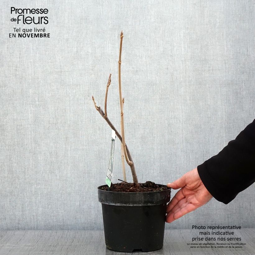 Aesculus parviflora - Pavier blanc en pot de 2/3L sample as delivered in autumn