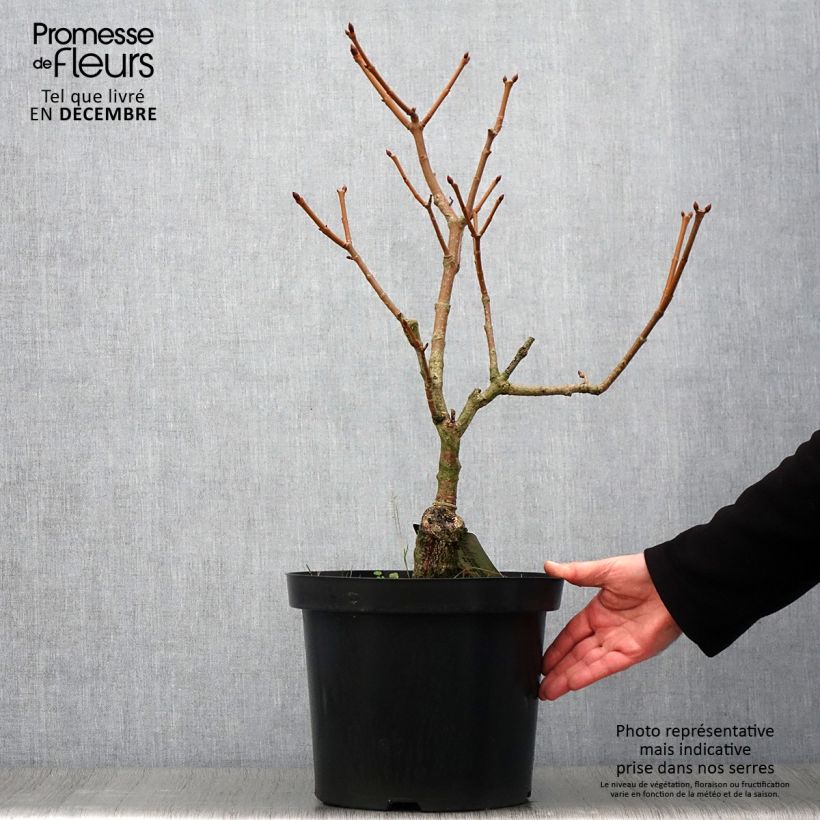 Aesculus pavia Koehnei - Marronnier d'ornement Pot de 7,5L/10L sample as delivered in autumn