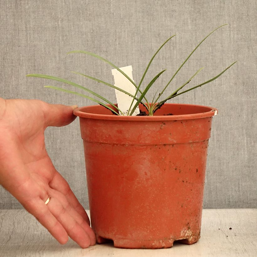 Agapanthus 'Blue Velvet' 2L/3L pot sample as delivered in summer