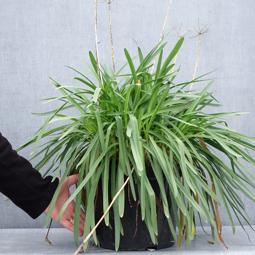 Agapanthus Blue Storm 7.5L/10L pot sample as delivered in winter