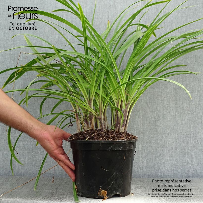 Agapanthe Docteur Brouwer en pot de 4L/5L sample as delivered in autumn