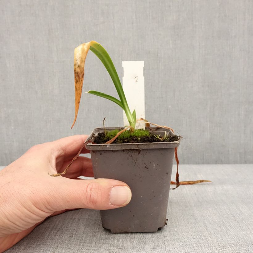 Agapanthus Ever Sapphire 8/9 cm pot sample as delivered in winter