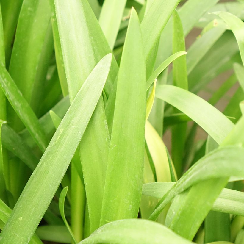 Agapanthus Three Sisters ( Everwhite, Popinpurple, Fireworks) (Foliage)