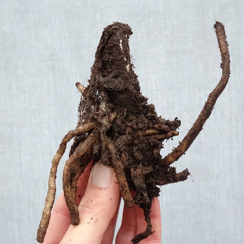 Agapanthus Peter Pan Bare root sample as delivered in winter