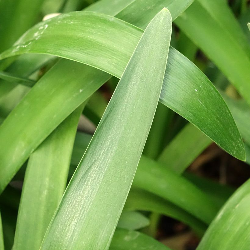 Agapanthus Phantom (Foliage)