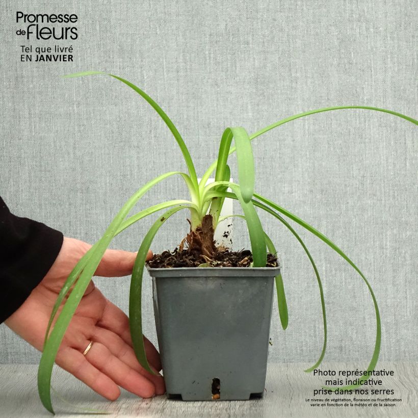 Agapanthe Phantom - pot de 1L/1.5L sample as delivered in winter