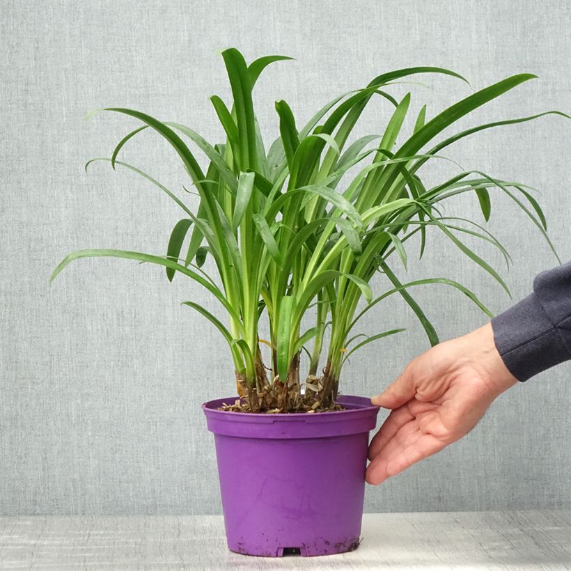 Agapanthus x africanus Pitchoune Violet - African Lily sample as delivered in spring