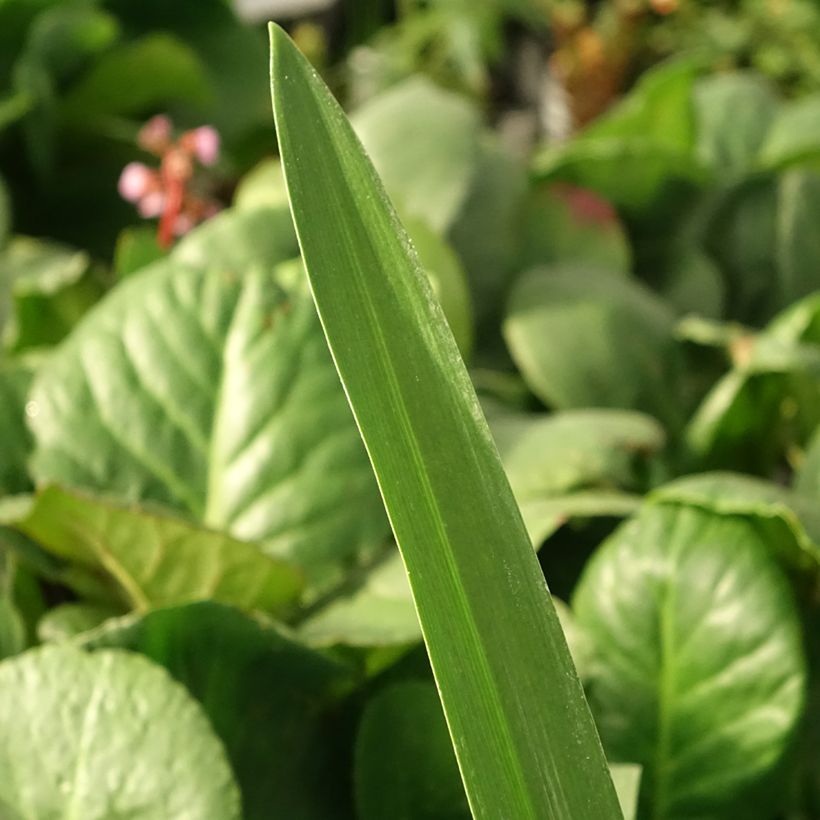 Agapanthus Purple Heart (Foliage)