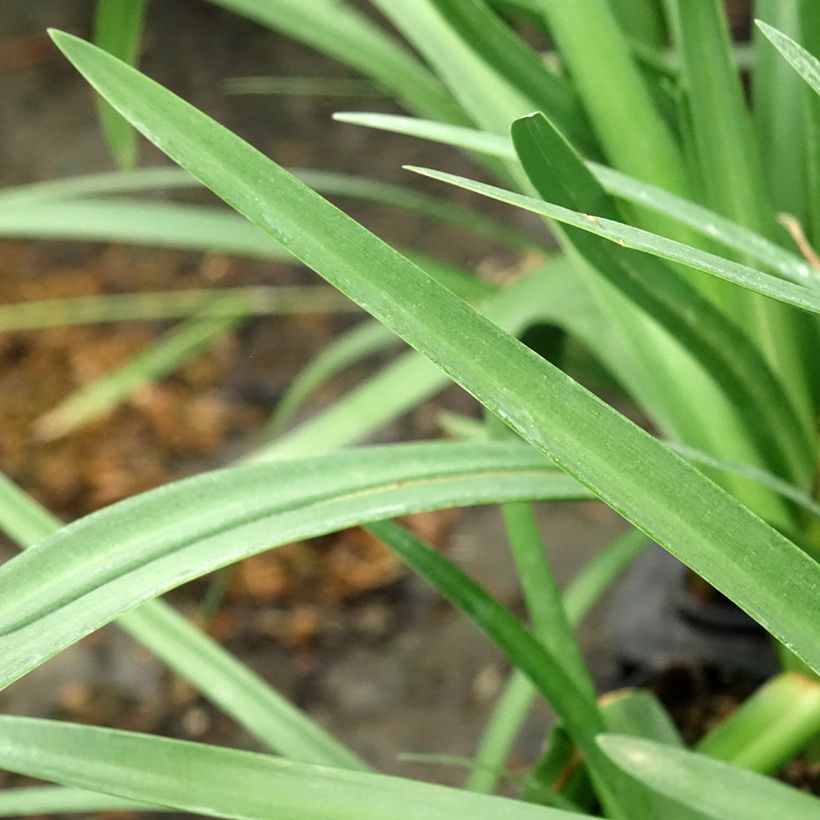 Agapanthus Royal Velvet (Foliage)