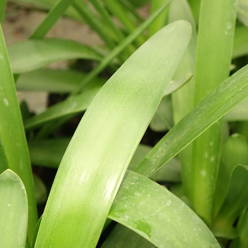 Agapanthus Sunfield (Foliage)