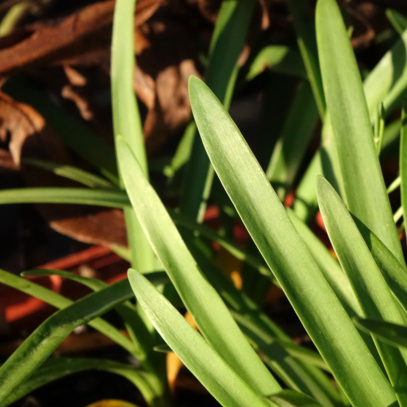 Agapanthus Tom Thumb (Foliage)