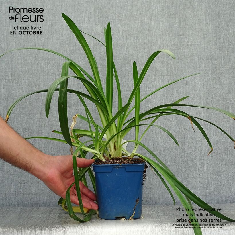 Agapanthe Twister en pot de 1,5/2L sample as delivered in autumn