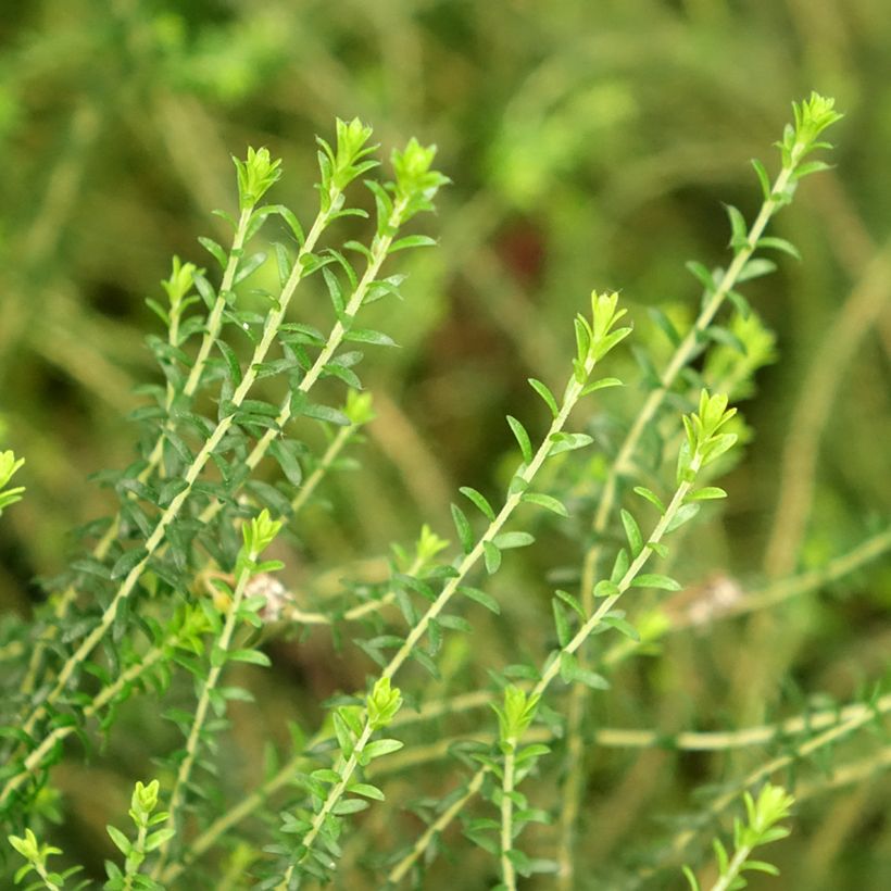 Agathosma capensis (Foliage)