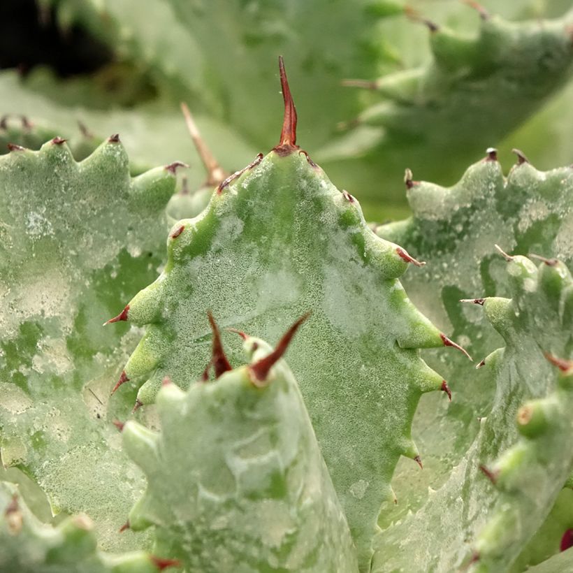 Agave isthmensis (Foliage)