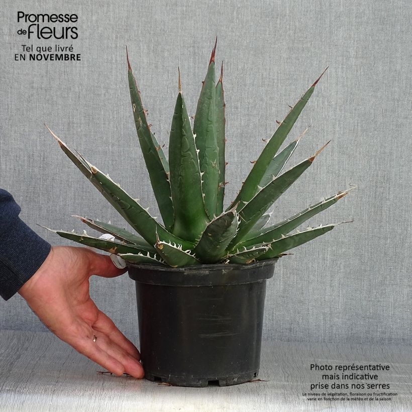 Agave kerchovei - Pot de 3L/4L sample as delivered in autumn