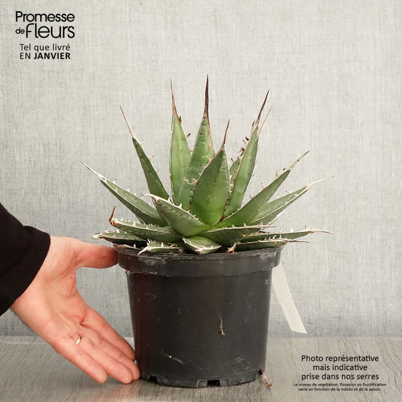 Agave kerchovei - Pot de 3L/4L sample as delivered in winter