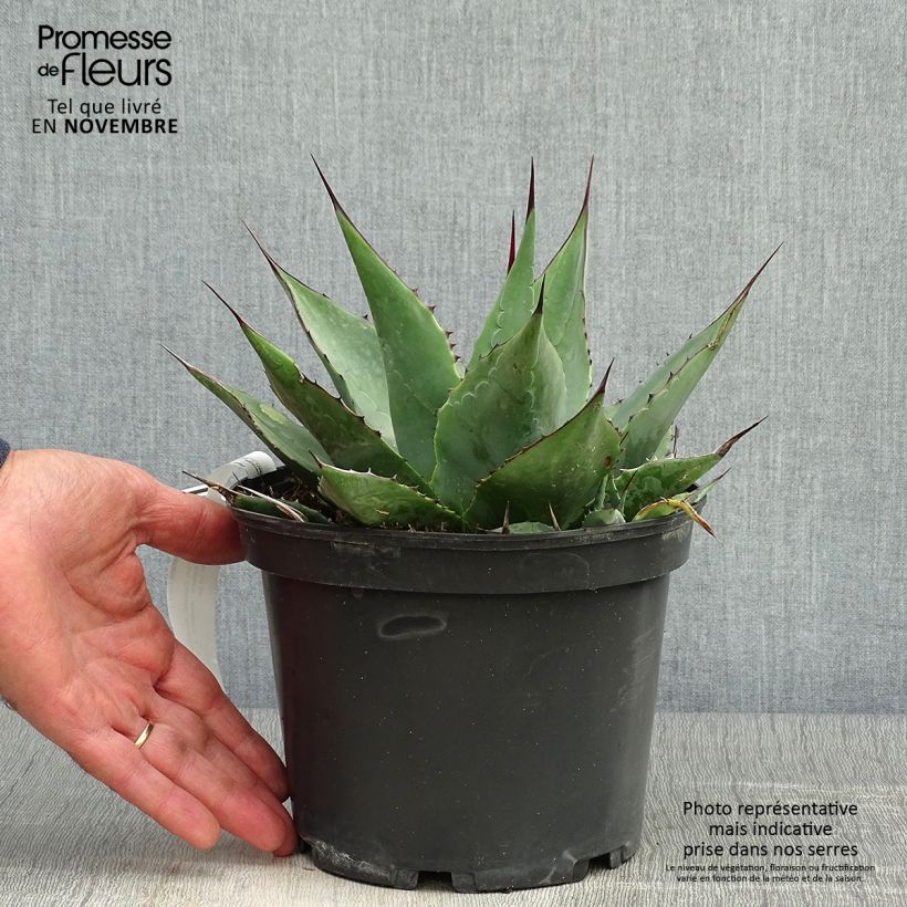 Agave parrasana - Agave chou - Pot de 3L/4L sample as delivered in autumn