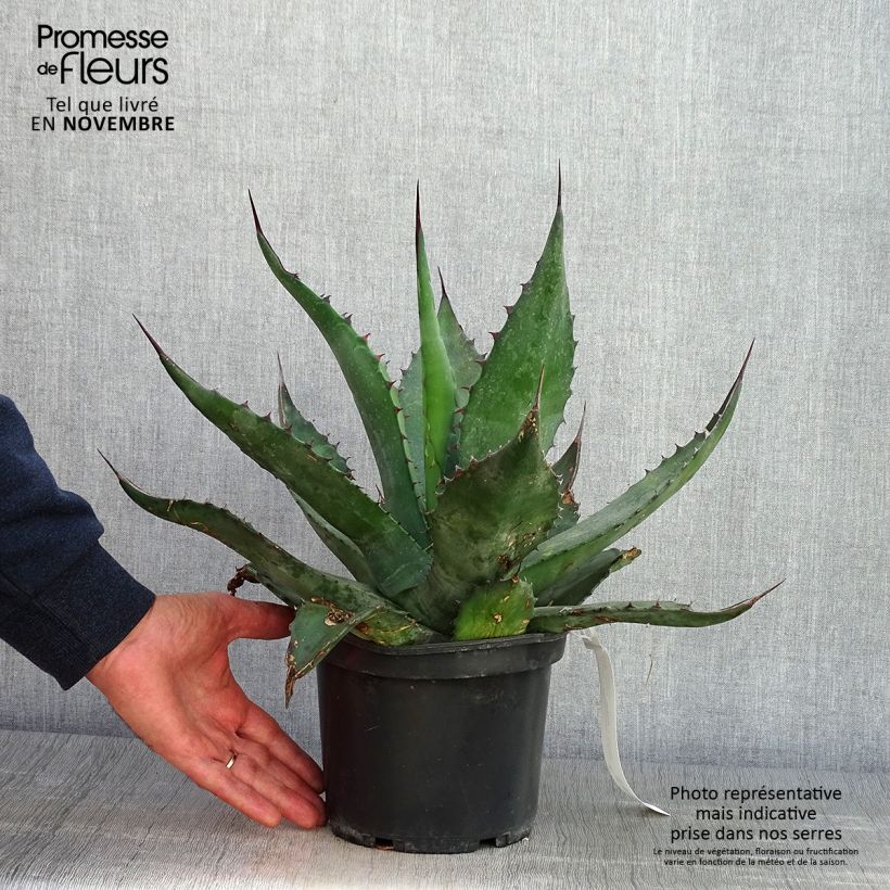 Agave salmiana - Pot de 3L/4L sample as delivered in autumn