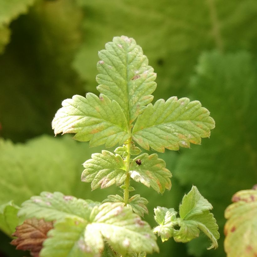 Agrimonia eupatoria  Alba (Foliage)