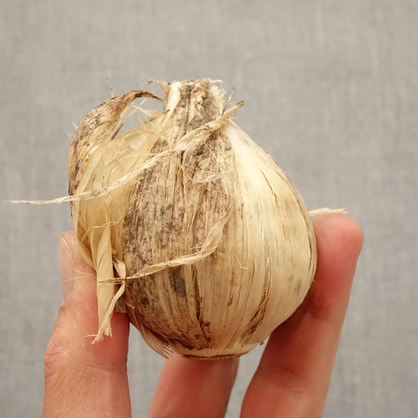 Ail d'ornement - Allium giganteum Bulbe sample as delivered in autumn