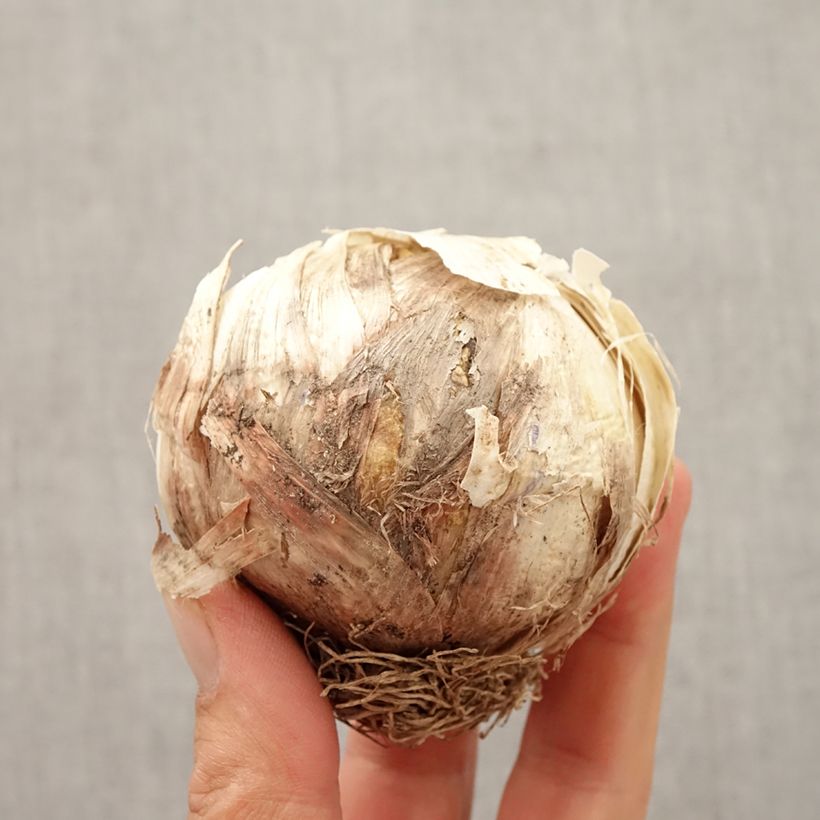 Ail d'ornement - Allium Globemaster Bulbe sample as delivered in autumn